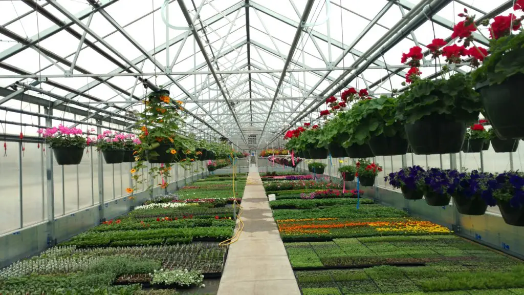 A nursery greenhouse