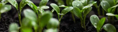 green seedlings