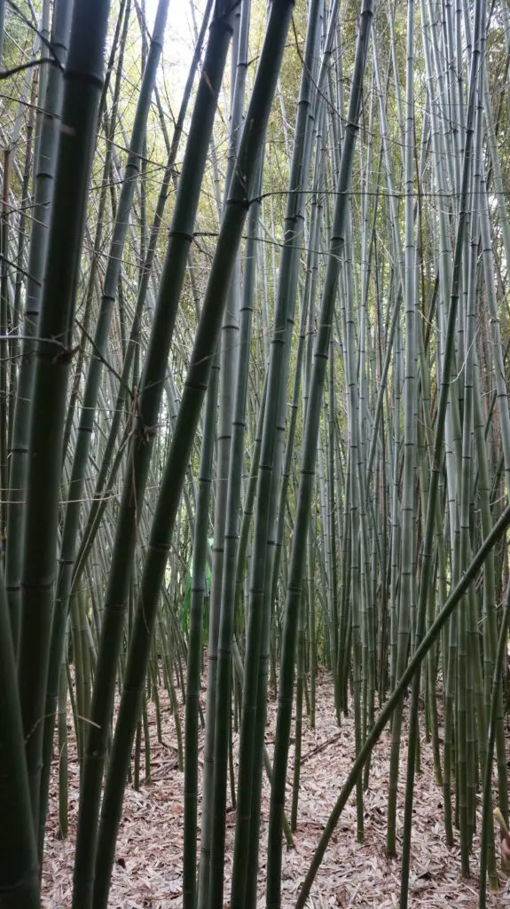 trees