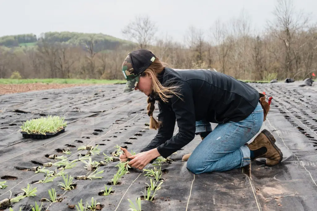 Farmer Planting agrostemma (corn cockle flower). Image by Zoe Schaeffer @dirtjoy at Pasture Song Farm in Pottstown, Pennsylvania