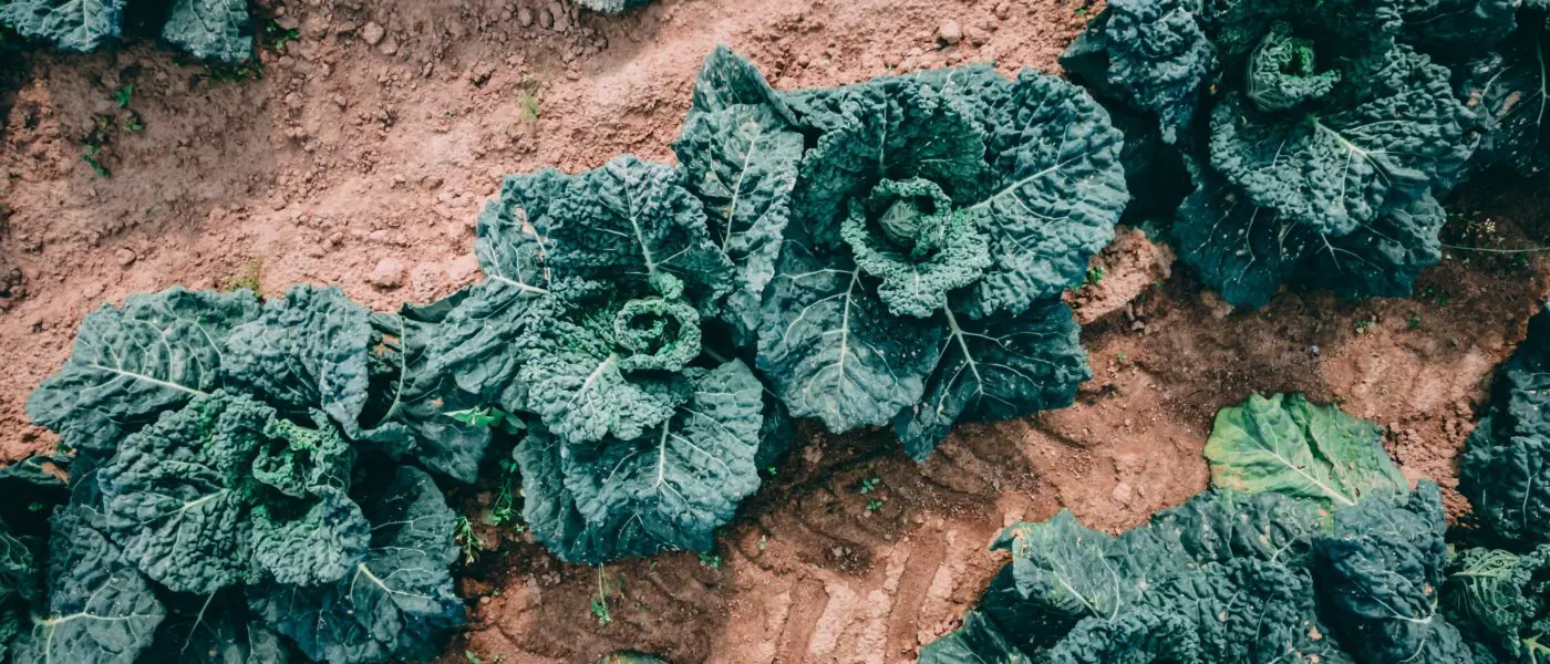 kale in soil
