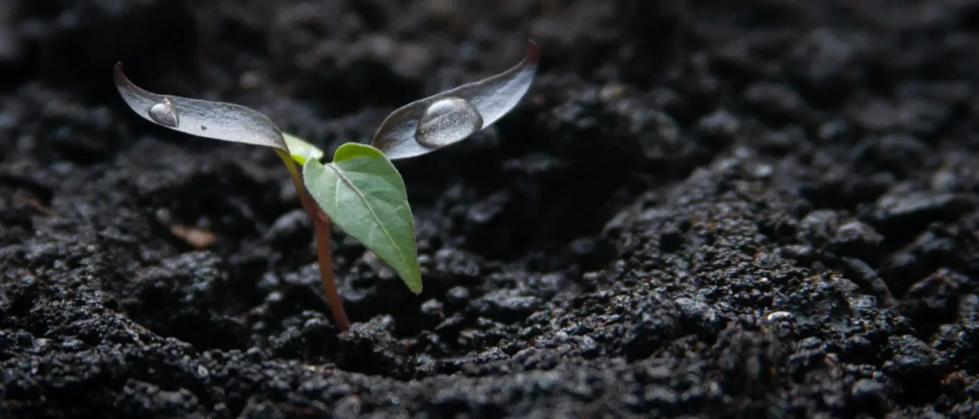 Soil with Seedling