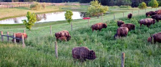 Pulling back the curtain: New opportunities for local meat food systems