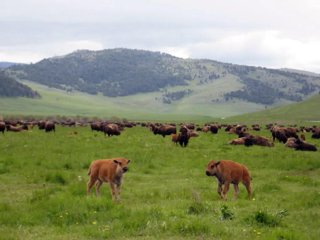 young bison in field