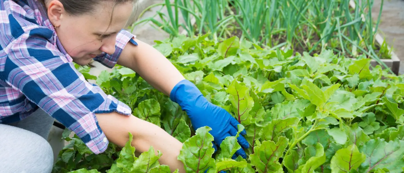 woman tending to seedlings