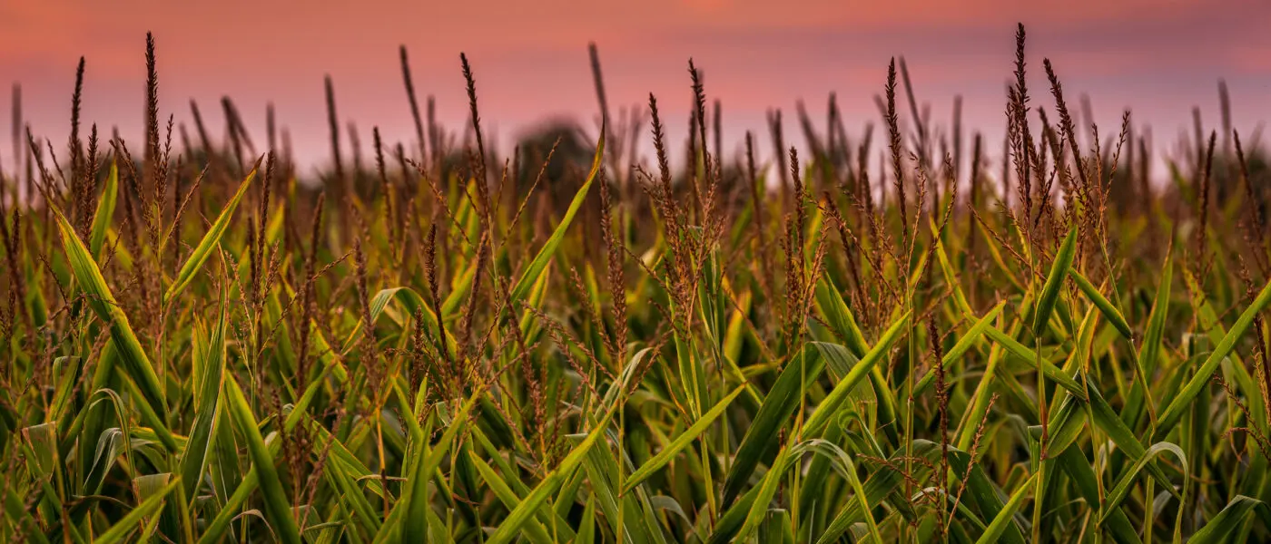 field sunset