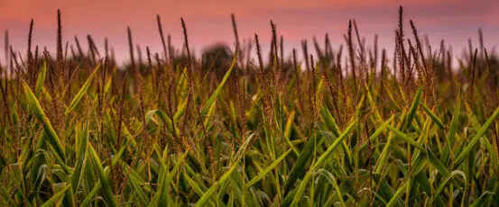 New report sheds light on problems with the farm safety net