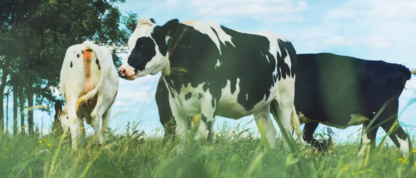 dairy cows