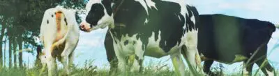 dairy cows
