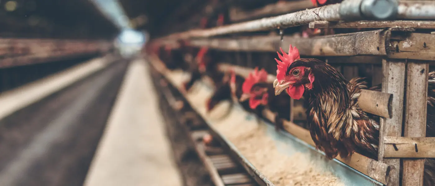 Chickens in a poultry house