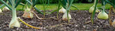 garlic in soil