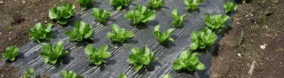 greens in soil