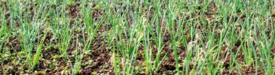 Shallots growing in a field