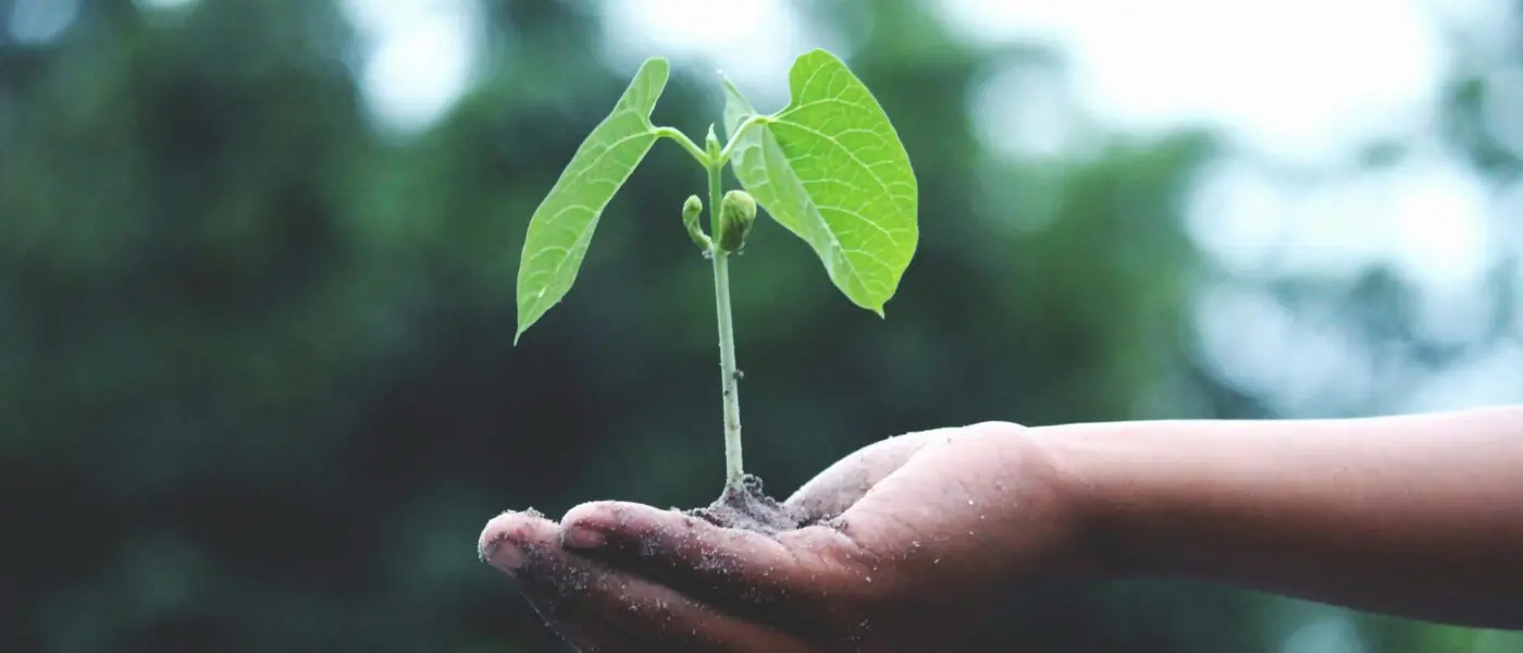 hand holding seedling