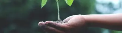 hand holding seedling