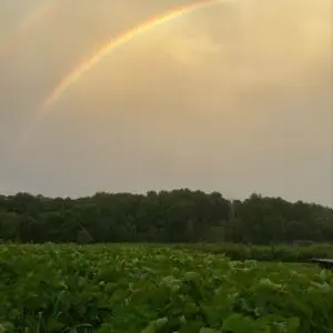 Clem's Organic Gardens photo