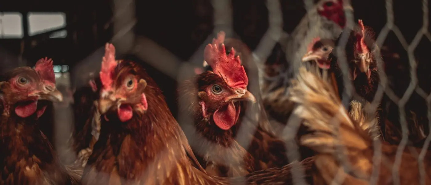 brown and red rooster in cage