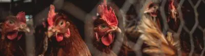 brown and red rooster in cage