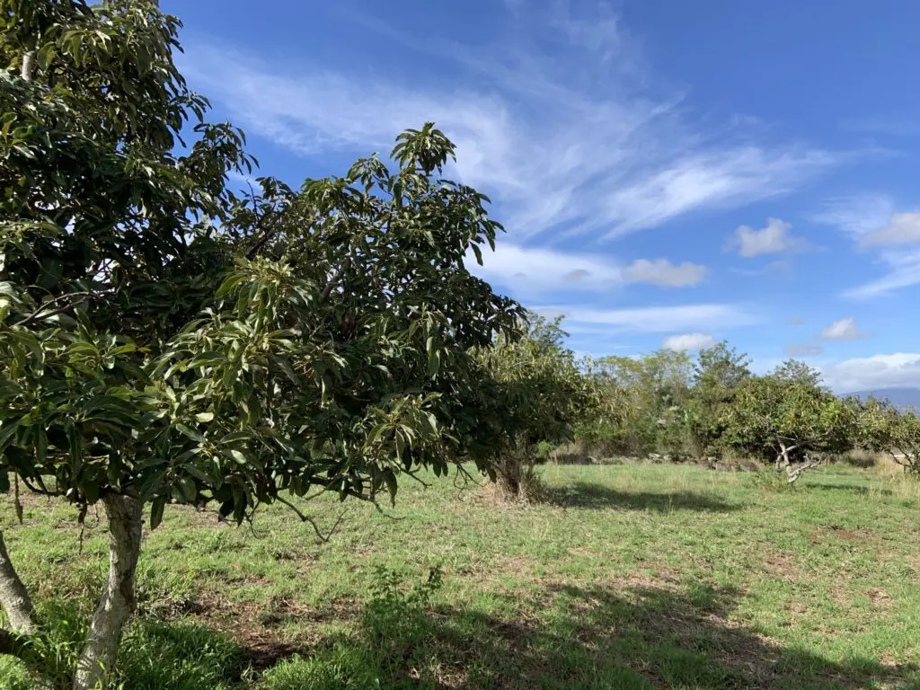 tree in field