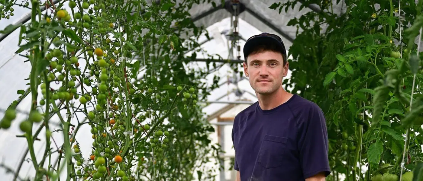 A farmer stands next to tomato bushes while holding a green bucket and a cover is overhead
