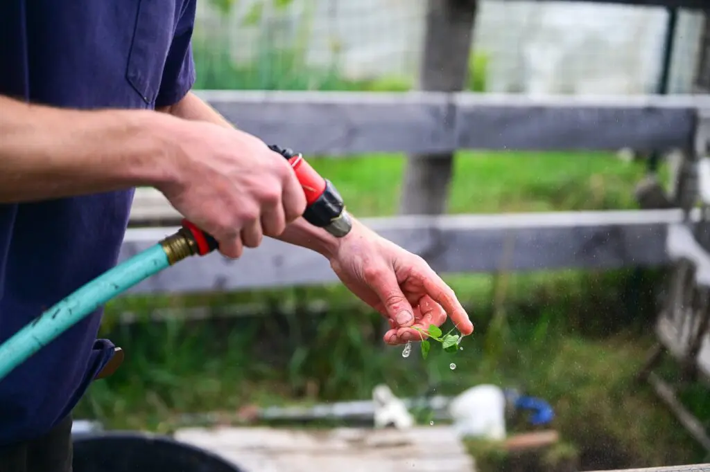 a man's hand spraying water onto a small green leaf