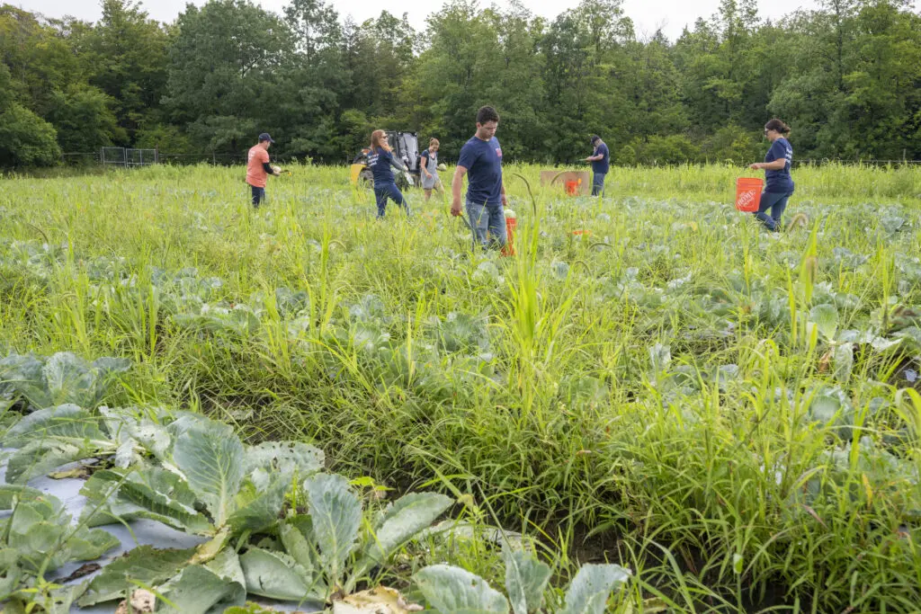 people working in a farm field