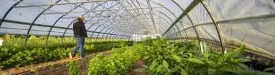 person standing in a greenhouse with crops