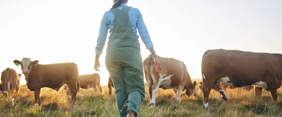 How Consolidation by Meatpacking Giants is Hurting Farmers and Consumers, and What the Biden Administration is Doing About It