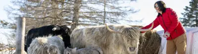 woman with cattle in a snowy field