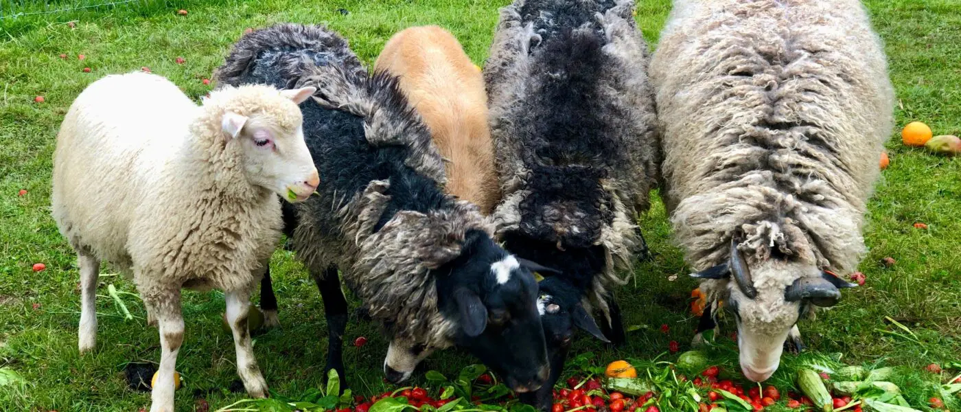 sheep eating