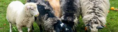 sheep eating