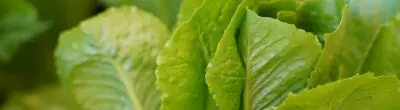 close-up of green lettuce