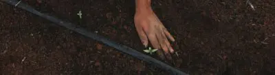 hands in soil
