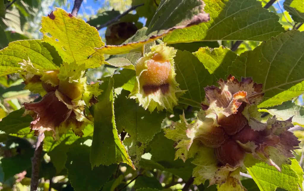 hazelnuts growing