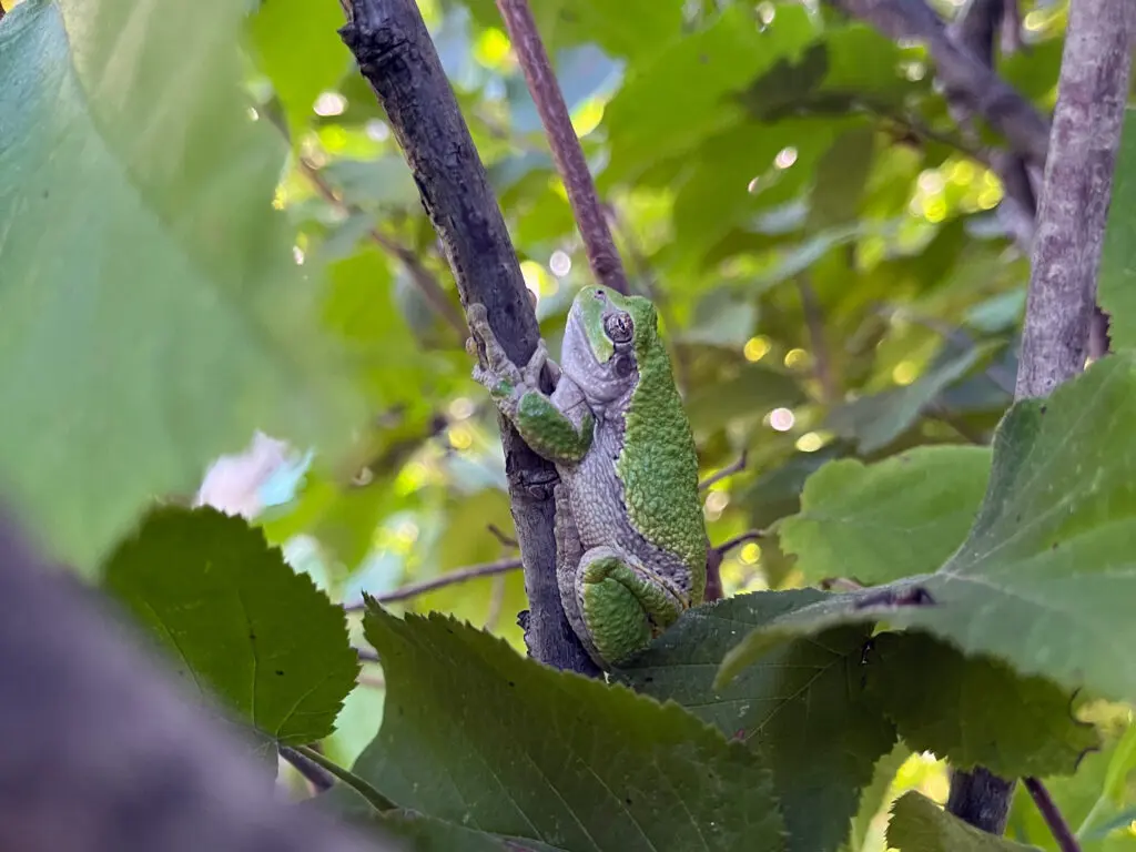 frog in a tree