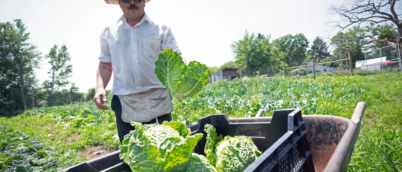 farmer with cabbages