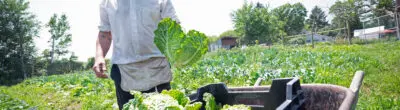 farmer with cabbages