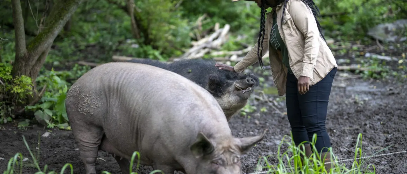 hogs being touched gently by a farmer
