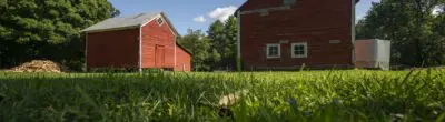grass and barns