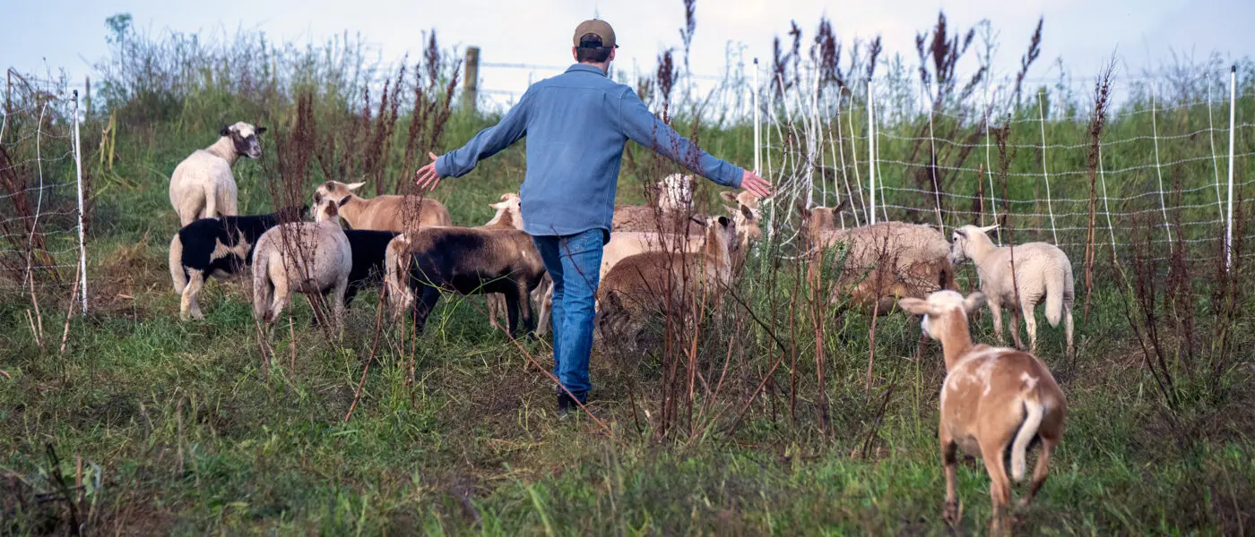 farmer with sheep