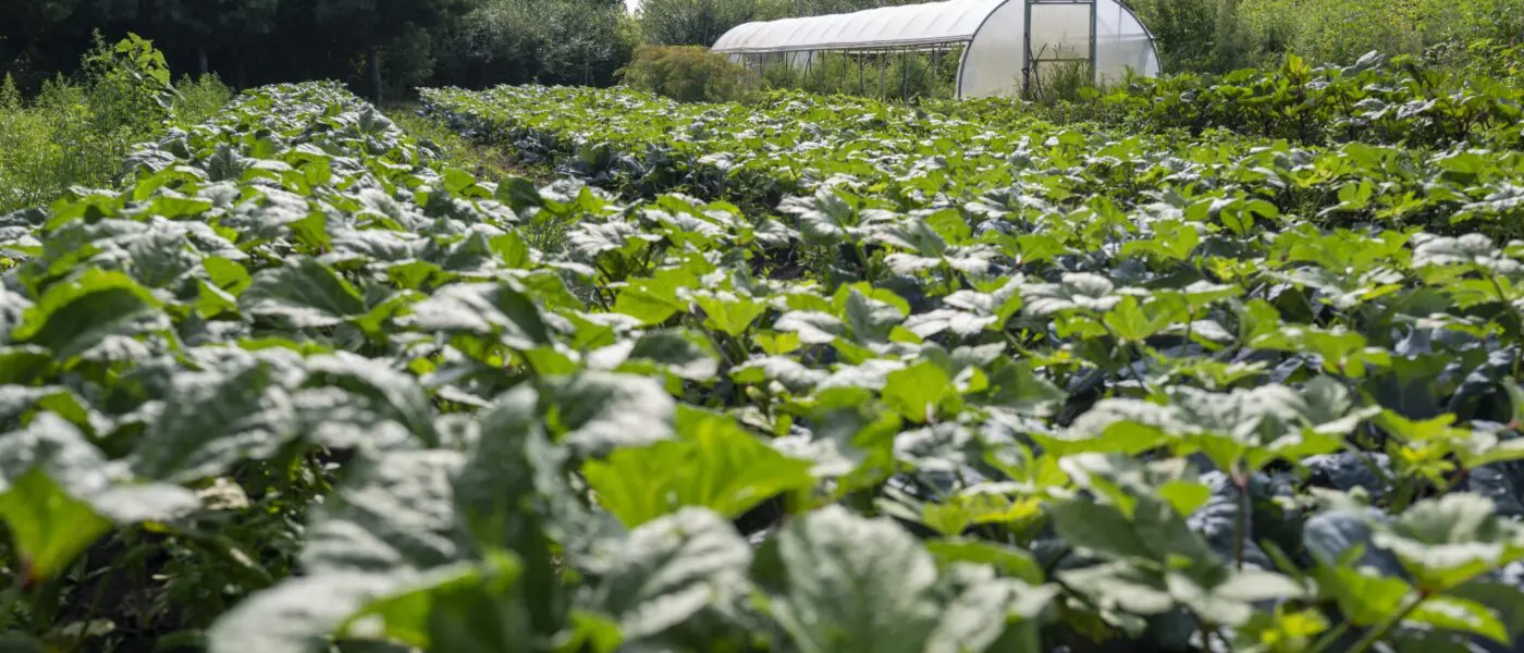 field with greenhouse in background