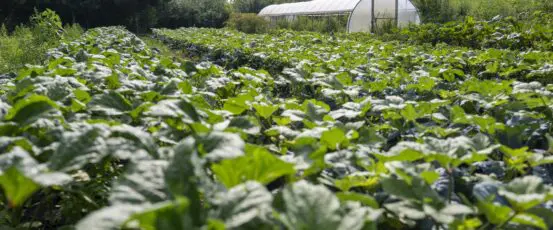 Updates and Grant Opportunities for Farmers and Farm Advocates in our Newsletter