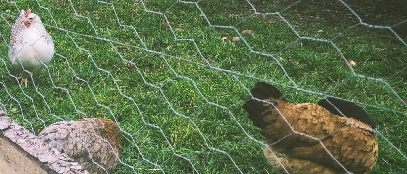 chickens behind a fence