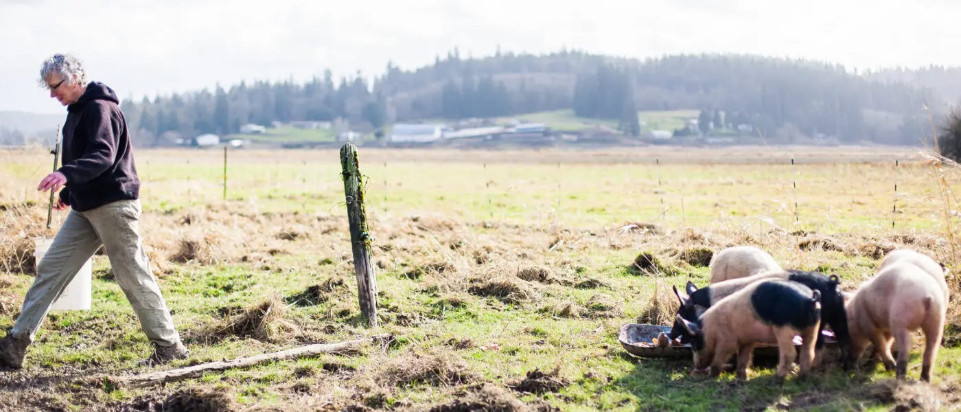 Person walking in a field with pigs