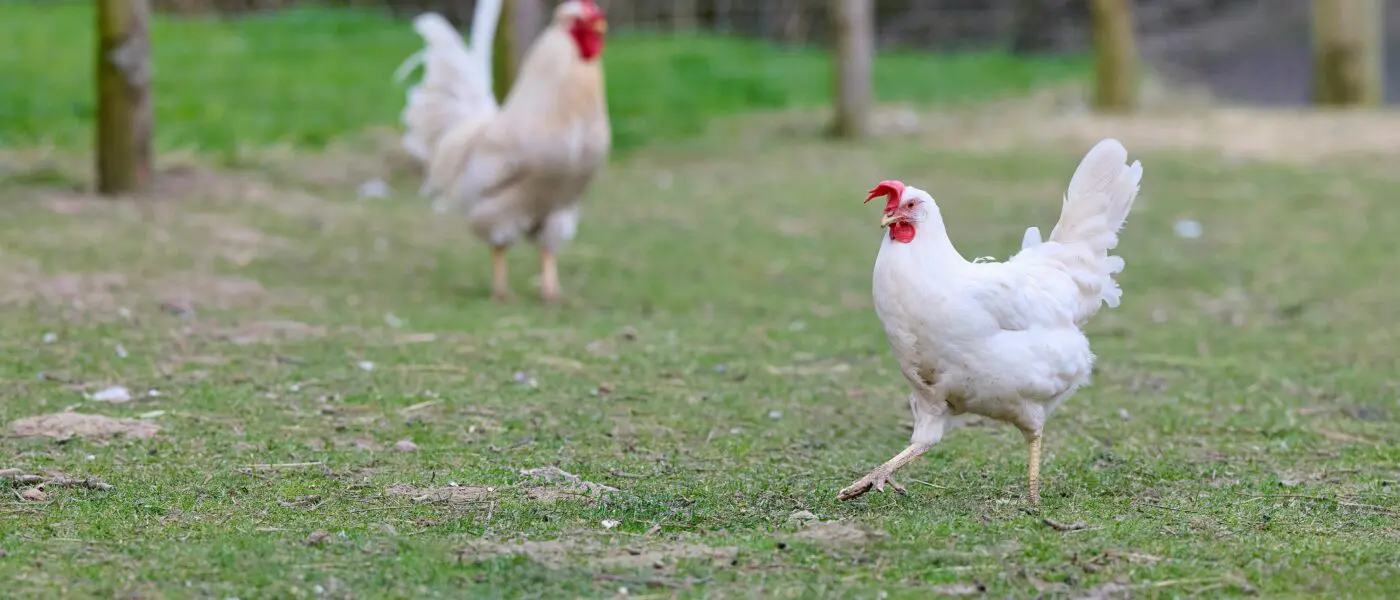 two chickens on grass