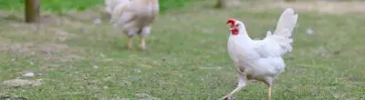 two chickens on grass