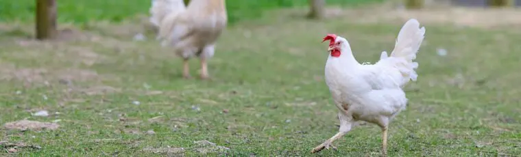 USDA’s Proposed Delay of Poultry Rule is an Unfair Loss for Farmers