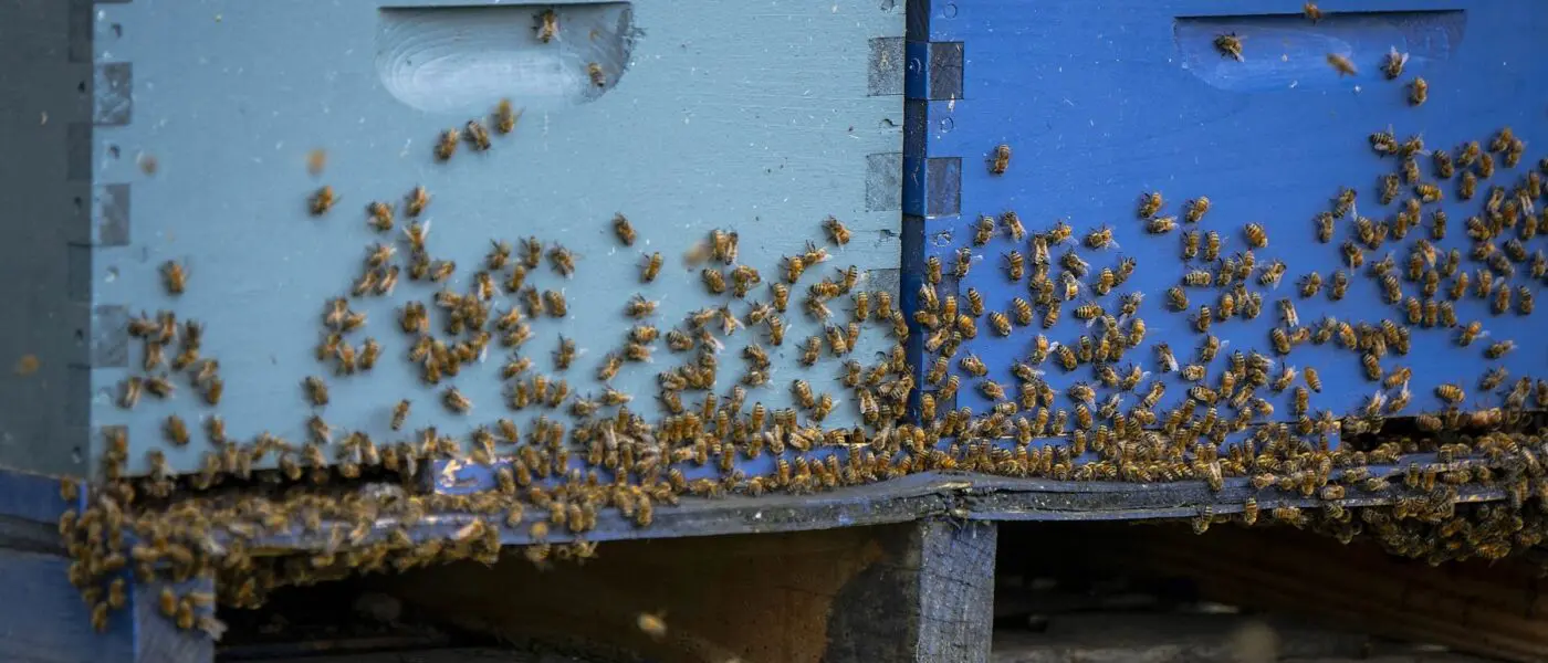 bees around a hive