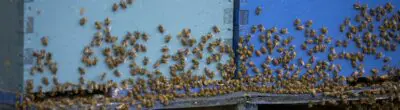 bees around a hive