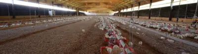 Baby chickens in a grower house